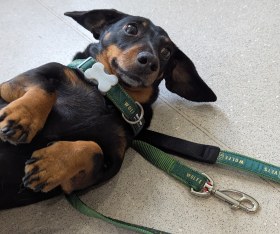 Wolf_Vets-dog_edited_no_lead