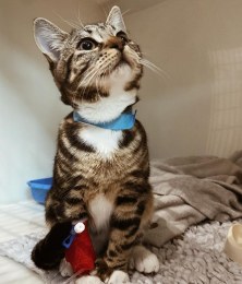 Wolfe_Vets-Cat_edit-_The_Directo