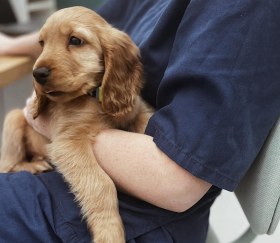 Wolfe_Vets-Puppy_2_edit-The_Dire