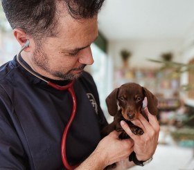 Wolfe_Vets-edit_Puppy-The_Direct