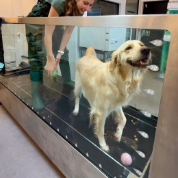 2._Virtue_Vets-The_Directory