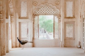 Red_Dot-India_peacock_NEW